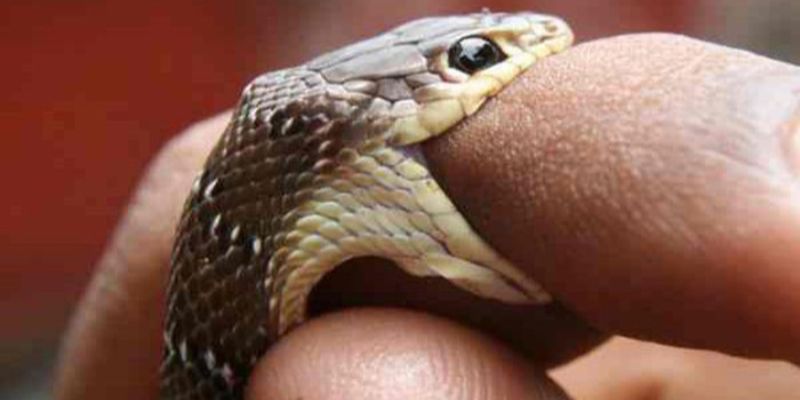 Tại sao hội viên nên tìm hiểu chiêm bao khi đánh đề