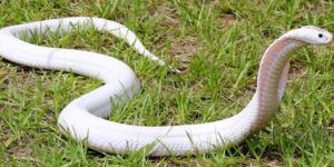 Ngủ mơ thấy bị rắn cắn đánh số gì