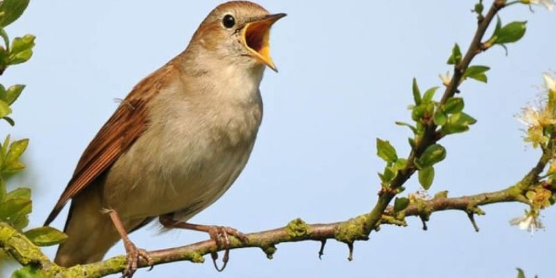 Tổng quan về mơ thấy con chim đánh số mấy