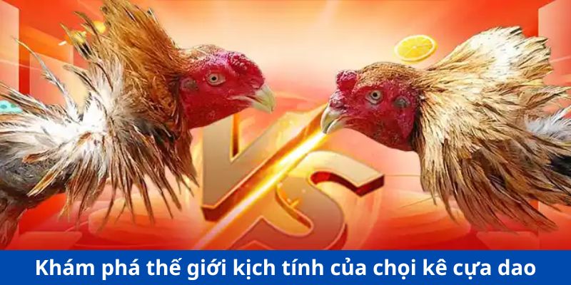 Khám phá thế giới kịch tính của chọi kê cựa dao