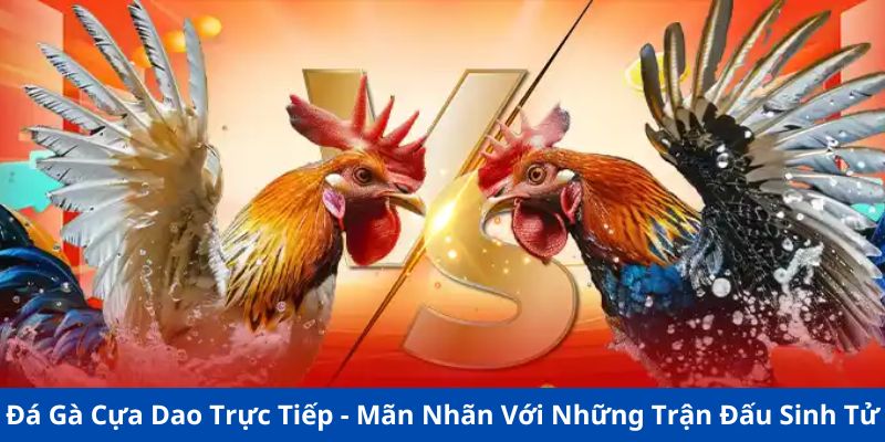 Đá Gà Cựa Dao Trực Tiếp - Mãn Nhãn Với Những Trận Đấu Sinh Tử