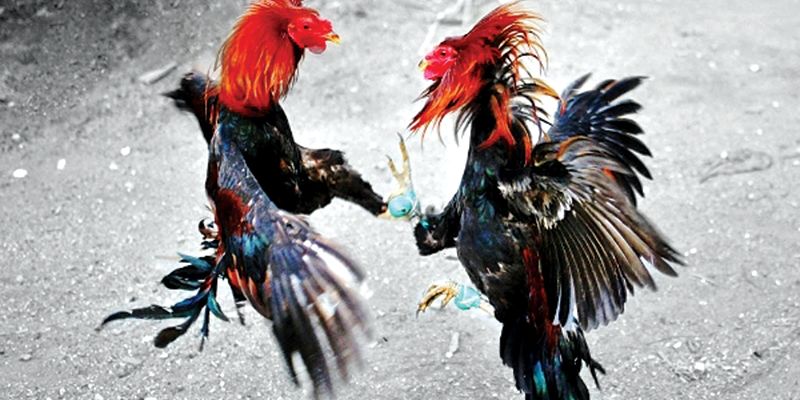 Lưu ý khi nuôi gà cựa được nhiều người tham gia chú trọng hiện nay